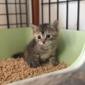 生後24日目の赤ちゃん猫が『トイレの上で鳴いている』と思ったら…尊す…