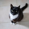 「葬儀場のナンバーワン従業員」として15年間遺族の心を慰め続けた白黒猫…