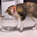 金魚鉢に入って欲しい飼い主の願いは叶うのか？