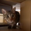 楽しんでくれるかな？ダンボールで猫ちゃんが遊べるおもちゃ作り♡