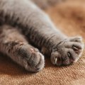 猫が『手をクロス』させているときの心理5つ　仕草の理由や組み方によって…