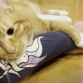 離れたくない…♡お姉ちゃんの足をぎゅっと抱きしめる猫さんにキュン