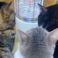 ストーブの前を見たら、『3匹の猫』が…信じられないほど可愛すぎる光景が2…