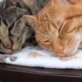 大きくなってもお母さんのことが大好きな息子猫…昼寝中に見せた『親孝行の…