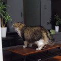 猫ちゃん失態！フェイクグリーンを草と間違える