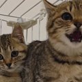 まったく人に懐かなかった『警戒心の強い保護子猫』…新しい家族に愛さ…