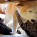 仲良く毛づくろいをしていた2匹の猫→『柴犬が乱入』してきた結果…微笑…