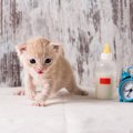 猫にミルクはいつまであげる？与え方や止める方法