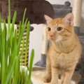 猫が『はじめての猫草』で見せた反応…"興味津々な姿"に可愛…