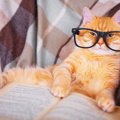 猫がつく代表的なイディオム17選