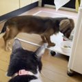 猫たちが初めて『犬』を見たら…"個性あふれる反応"が微笑ま…