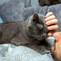 今よりもっとラブラブに！猫との「絆を深める」ためにやりたい、3つの…