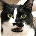 ゲームで『愛猫そっくりのキャラクター』を作成してみた結果…驚きの『再現…
