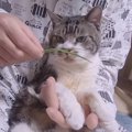 大好きなパパとウットリ猫草タイムを楽しむ猫ちゃん