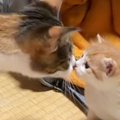 家にやってきたばかりの子猫に……先住猫がとった『まさかの行動』に涙が止…