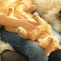 猫が突然動かなくなる5つの理由　飼い主さんをだまそうとしている？