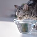 猫が『水分不足』を起こしている3つの危険なサイン　対処法・予防法も…