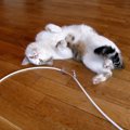 猫の『感電事故』に注意！感電しやすい状況や応急処置、治療法３つ