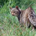 猫の先祖はどんな生物？ミアキスからイエネコまで