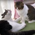 パパ猫が怒っているのに天井が気になっちゃう息子猫さん！