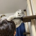 猫にとっての『最高な飼い主』の特徴５つ