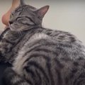 寝ている猫ちゃんに"トントン"のサプライズ♡