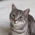 【獣医師監修】ブラジリアンショートヘアってどんな猫？猫種の性格や飼う…
