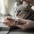 猫の『爪を切らない』ときのリスク3つ！嫌がる場合の対処法とは	