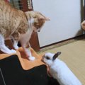 侵入がばれて絶体絶命！うさぎに追い詰められていく猫が『見ていてニ…