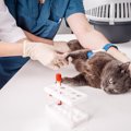 あなたの猫の『血液型』は？調べる方法や知っておくと役立つシーンな…