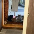 『子猫がいる部屋のドアを開けると…』まさかの光景が可愛すぎると311…