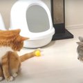 びっくりして"シャー"！思わず威嚇してしまった猫ちゃん