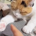 毛づくろい中の三毛猫→飼い主が手を近づけたら…とっても優しい行動に「素…