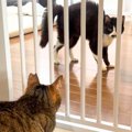 新入り猫が勢いで『先住猫に喧嘩を売ってしまった』結果…指導を受ける…