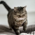 猫が『足を引きずっている』ときに考えられる4つの理由