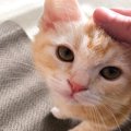 猫とする『スキンシップ前』に確認すべきこと3つ　するとしないとでは大違…
