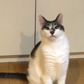 猫が『じっと見つめてくる』ときの意味3つ