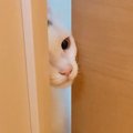 トイレ掃除中、扉の前でずっと待っていた猫→どこまでもついてきて…『甘え…