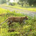 迷子の猫を探すときの4つのポイント