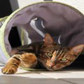 猫が『トンネル』の中に入りたがる理由5選　夢中で遊ぶのはなぜ？安全に使…