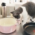 料理を作っていたら、キッチンに猫が来て…まさかの『可愛すぎるソムリエ』…