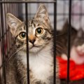 「オンラインで無責任に販売される猫を救え」　動物保護団体が購入し保護…