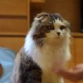 見返りは？飼い主の『おて』要求に怒るスコさんが話題に♡