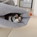 猫の『大好きなコタツ』片付けようとした結果…全力で阻止しようする光…