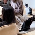 リビングにいた2匹の猫→長女が移動した『次の瞬間』…まさかの光景が68万再…