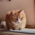 ニャルソックも日向ぼっこもできる家具に大満足な猫ちゃん！