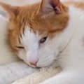 猫が『急に動かなくなる』ときの理由3つ　死んだふりをしているの？状況別…