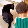 赤ちゃんのことが大好きな黒猫→片時もそばを離れず…『まるでボディーガー…