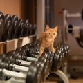 「スポーツ・ジムの人気猫」が追放の危機！反対署名が多数集まるも、市は…