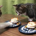 猫ちゃん達の誕生日！1歳になりました♪